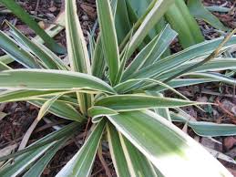 A native fern with edible. Chlorophytum Comosum Varigatum Plantbook