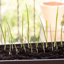 Maybe you would like to learn more about one of these? What You Need To Know About Growing Scallions Kitchn