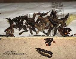 Image result for marten poop