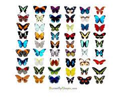 Butterfly Chart Butterflies Photo 39451342 Fanpop