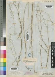 Image result for Wahlenbergia undulata