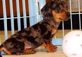 Check spelling or type a new query. Find Mini Dachshund Puppies Georgia Sale Petswithlove Us