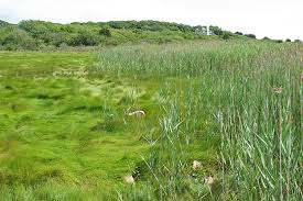 Image result for Phragmites mauritianus