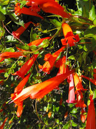 Image result for Manettia