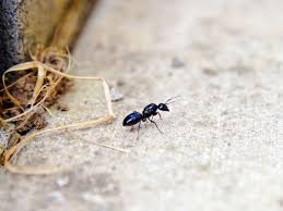 Learn how to kills ants naturally, with no toxic chemicals. 13 Natural Solutions For Killing And Deterring Ants