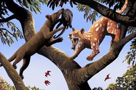 Image result for Toddaliopsis