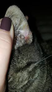 Sometimes it can be a sign of a serious health condition and other times not. My Cat Has Scab Like Bumps On Her Nose Bridge And There Is A Small Little Circle Closer To Her Nose She Hair Minor Hair Loss Near Petcoach