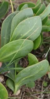 Image result for Senecio ruwenzoriensis
