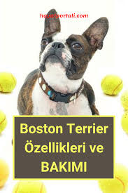 boston terrier ozellikleri ve bakimi kopek boston evcil hayvanlar