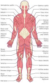 We did not find results for: Muscular System Back Hilmers Studios
