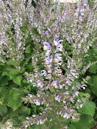 Image result for Salvia sclarea