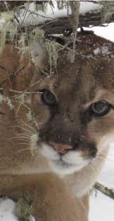 It's so cute to see my 2 year old daughter roar. About Mountain Lions Mountain Lion Foundation