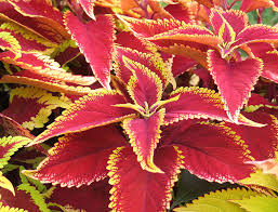 Image result for Coleus rhodesianum