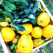 Prochain Cotesud A La Decouverte Des Agrumes Rares Du Domainedujasson Et De La Cuisine Acidulee De Matthieu Roche Ourea Restaur Pumpkin Vegetables Food