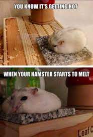 29 Of The Cutest Hamster Memes We Could Find