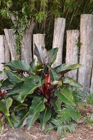 Philodendron Rojo Congo Philodendron Plant Easy To Grow Houseplants Philodendron