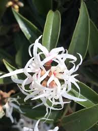 Image result for Trichocladus