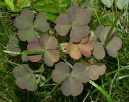 Image result for Oxalis corniculata
