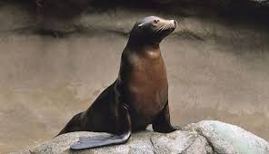 25 Most Smartest And Intelligent Animals On Earth Sea Lion Animals Animal Intelligence