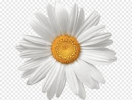 Black And White Daisy Transparent Background Flower Clipart White Daisy Common Daisy Flower White Graphy Daisy Free Png In 2020 Daisy Painting Flower Line Drawings Flower Illustration