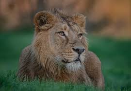 Asiatic lion | Chester Zoo animals