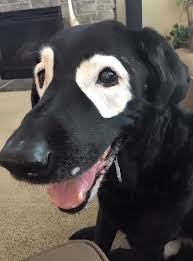 Black And White Dots Dog Name Skin Condition Makes Adorable Superhero Dog Even Cuter Dogs Funny Dogs Cute Animals