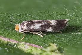 Image result for Stigmella prunetorum