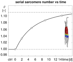 Inserts a blank space that will stretch accordingly to fill the vertical space available. Stretching Skeletal Muscle Chronic Muscle Lengthening Through Sarcomerogenesis