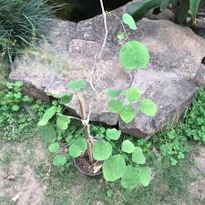 Image result for Millettia bussei