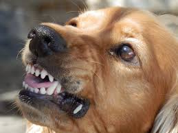 Do not try and deal with canine aggression yourself. Fear Aggression In Dogs And How To Help