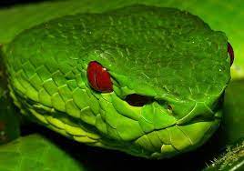 Chinese Green Tree Pit Viper Trimeresurus Stejnegeri By Itchydogimages Via Flickr Pit Viper Cute Reptiles Viper Snake