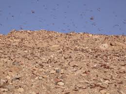 Examining why locusts form destructive swarms
