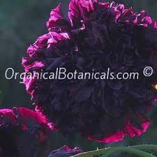 Image result for Papaver somniferum White Cloud