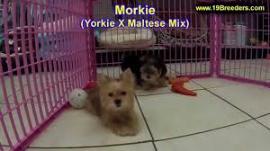 Favorite this post jun 11 shihtzu puppies $0 pic hide this posting restore restore this posting. Morkie Puppies Dogs For Sale In Miami Florida Fl 19breeders Tallahassee Gainesville Youtube