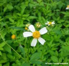 Bidens Pilosa L Poisonous Plants Plants Flora