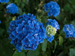 The hydrangea, also known as the hortensia is an exceptionally versatile flower that is used from everything from bouquets and exquisite flower arrangements to a beautiful garden flower. Ultimate Guide To Hydrangea Flower Meaning Petal Republic