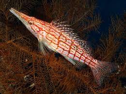 Image result for Oxyrhachis