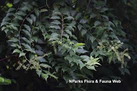 Image result for Embelia