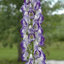 Image result for Panicum monticola