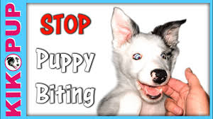 They're curious, they can be fussy, and they're just starting to learn teaching your puppy not to bite is one of the first things you're going to want to work on, especially if you have children. Aggressive Biting Puppy Lovetoknow