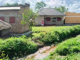 Image result for Astripomoea hyoscyamoides