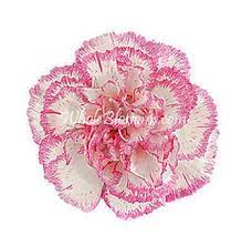 Pin On Bicolor Wedding Flowers