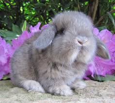 Downloade dieses freie bild zum thema kaninchen hase schlappohr aus pixabays umfangreicher sammlung an public domain bildern und videos. Tieranzeigen Schlappohr Kleinanzeigen