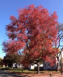 acer rubrum wikipedia