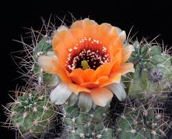 View our wide variety of cacti and find the perfect one for your pot, terrarium or diy project. Succseed Lobivia Jajoiana V Caspalasensis Mn 153 Facebook