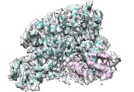 Pneumophila is the primary human pathogenic bacterium in this group and is the causative agent of legionnaires' disease, also known as legionellosis. Toxin Responsible For Legionella Growth Identified Embl