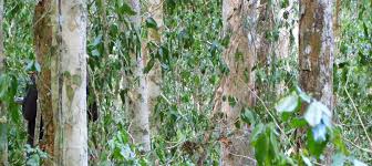 Image result for Tessmannia burttii