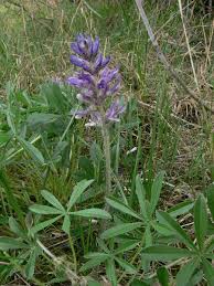 Image result for Synadenium glabratum