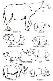 Rhinoceros Wikipedia