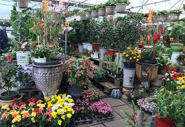 Browse our wide selection of beautiful accent trees, flowering shrubs, perennials & more. Vuon Cay An Trai Houston Jrn Nursery In Alief Clodine Rd Houston Tx Tropical Fruit Trees And Plants